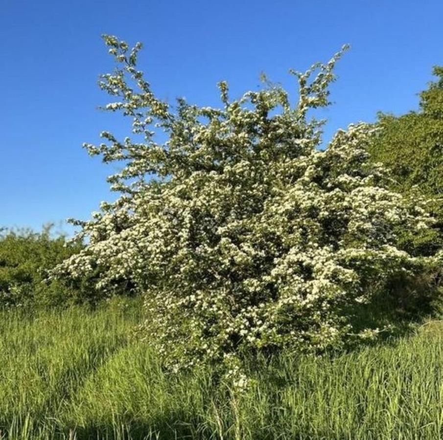 Ferienwohnung Classen Eifel Schleiden Eksteriør bilde